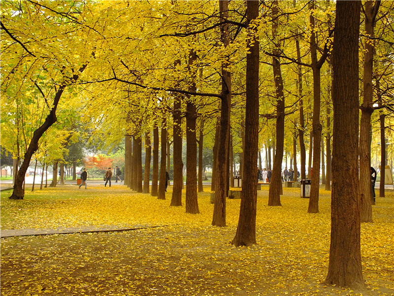 电子科技大学