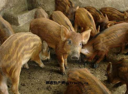 秦巴野猪肉