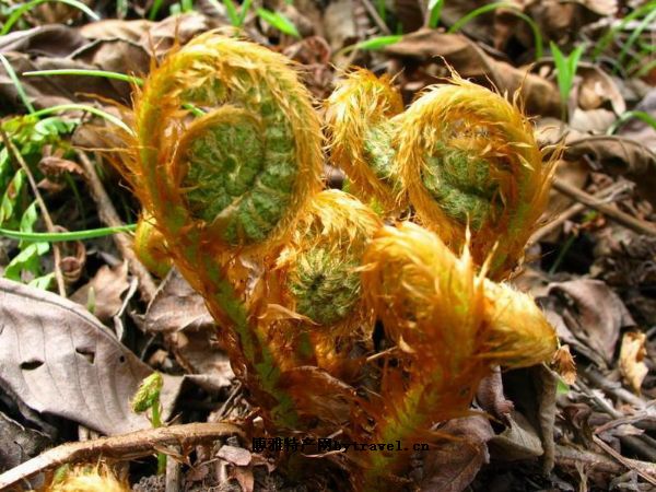 高级野生食用菜――薇菜