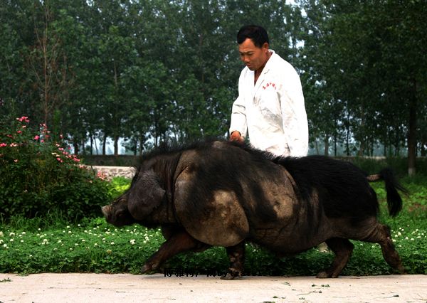 东海老淮猪肉