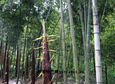 沩山竹笋