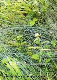 淅川龙须草