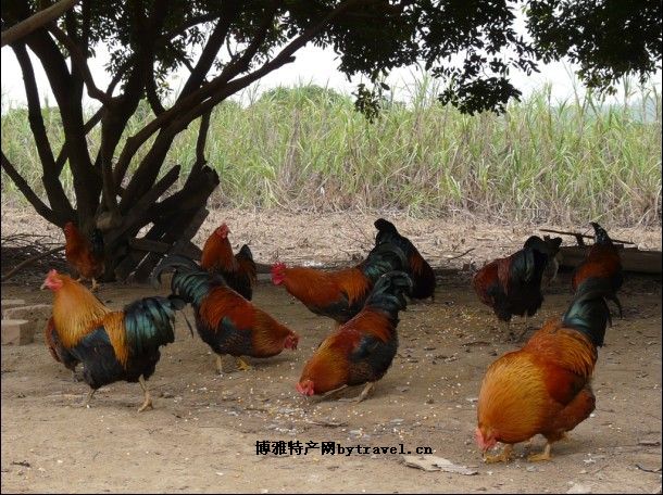 东门鸡