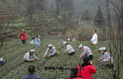 老峨山禅茶