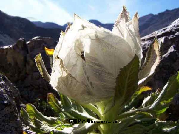 德钦雪莲花