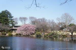 日本本州全景河津樱花祭温泉美食豪华舒适六日游