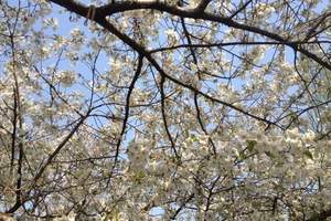 贵阳到平坝甘溪樱花+天龙屯堡一日游