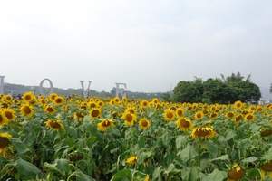 南宁到上林油菜花基地、大龙湖一日游|广西旅游景点介绍